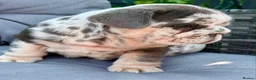 English Bulldog dogs for sale: Stunning bulldog puppies for sale  - Advert 10