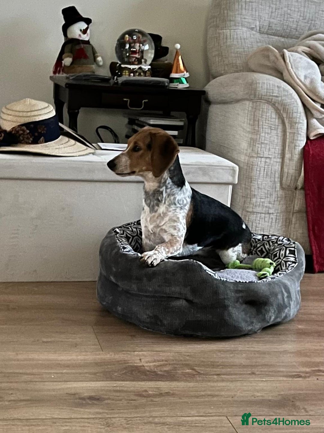 Mixed Breed dogs for adoption: Adorable Mimi Beagle cross 5 months old - Advert 8