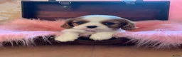 Cavalier King Charles Spaniel dogs for sale: 5* Licensed RKC H/T Gorgeous Cavalier KC - Advert 26
