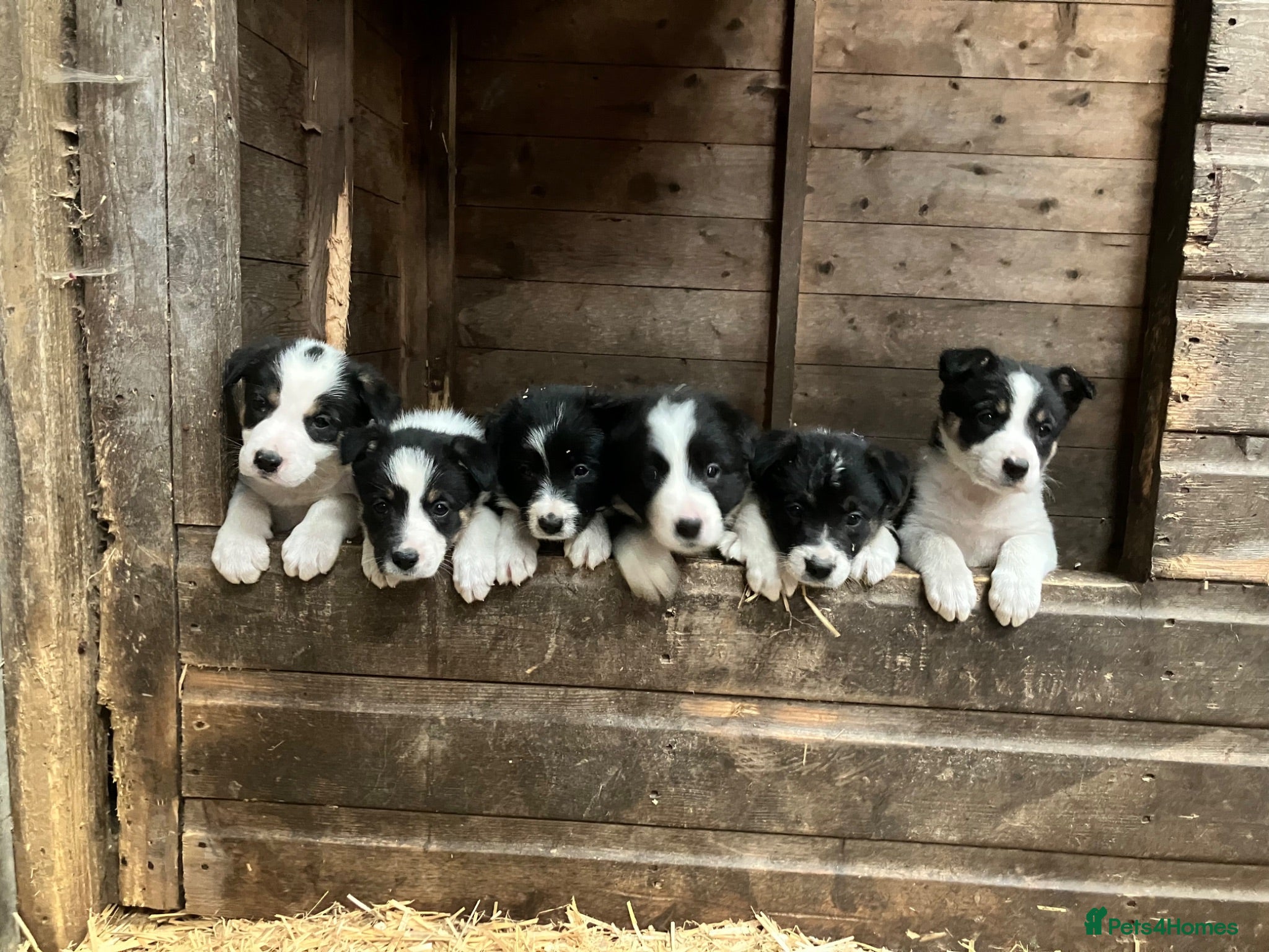 Border Collie dogs Beautiful Border Collie puppies for sale - Advert 1