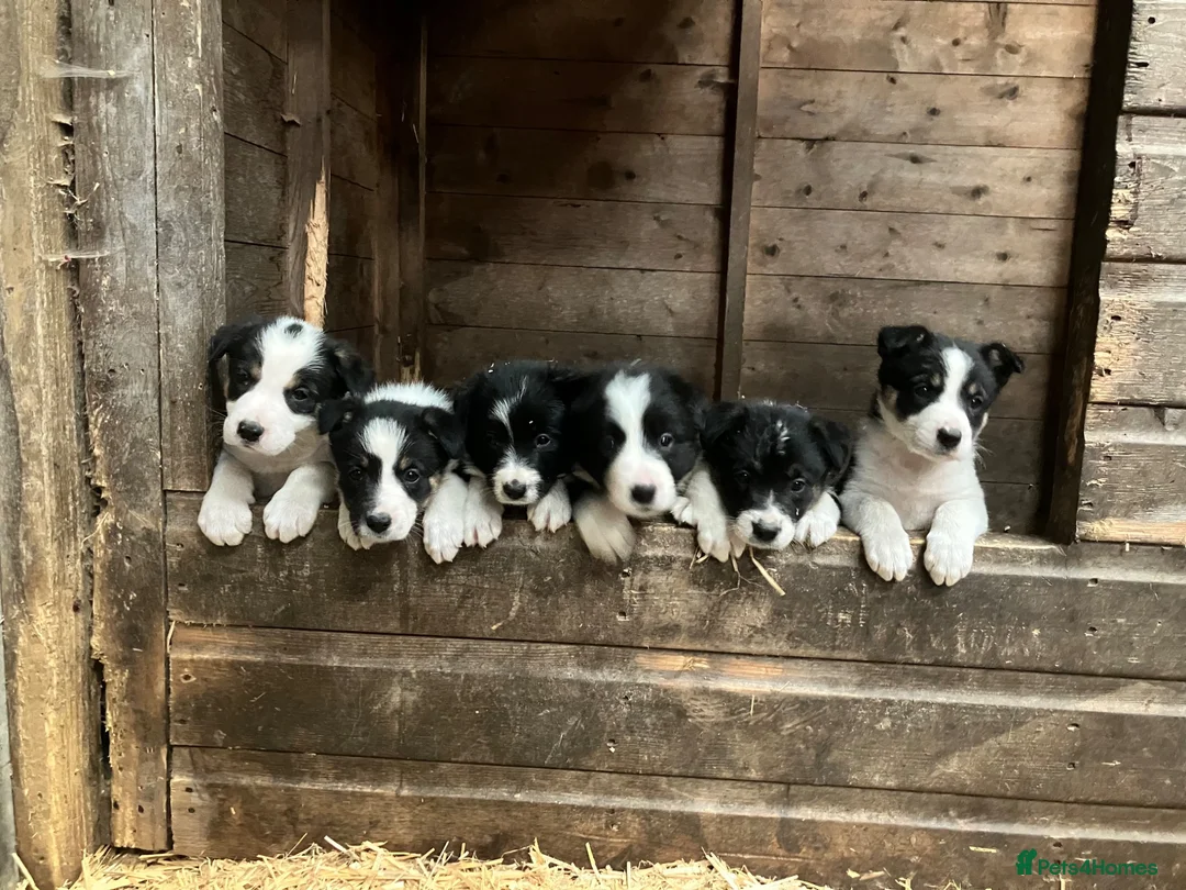 Border Collie dogs for sale: Beautiful Border Collie puppies for sale - Advert 1