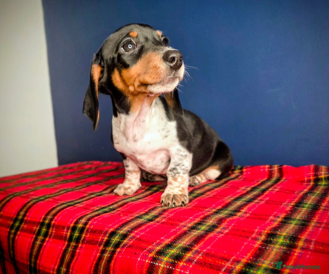 Dachshund dogs for sale: KC Registered Shorthaired dachshunds  - Advert 35