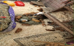 Guinea Pig rodents for sale: guinea pigs for sale - Image 5