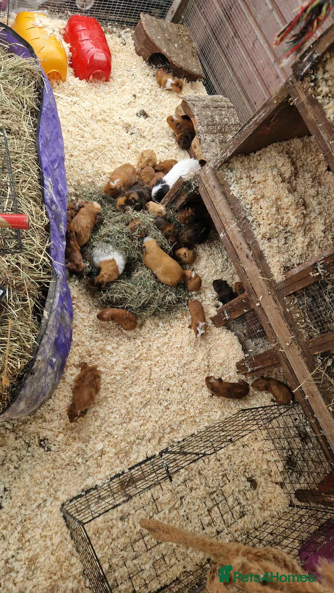 Guinea Pig rodents for sale: guinea pigs for sale - Image 5