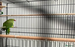 Ringnecks birds for sale: Ring neck parrot  - Image 4