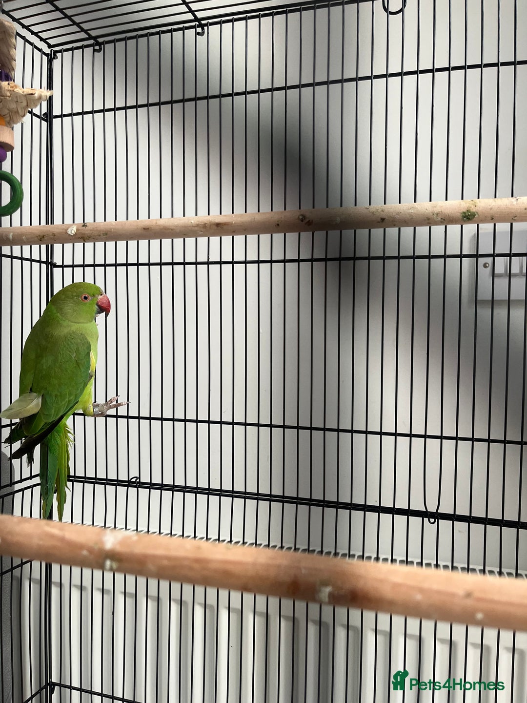 Ringnecks birds for sale: Ring neck parrot  - Image 4
