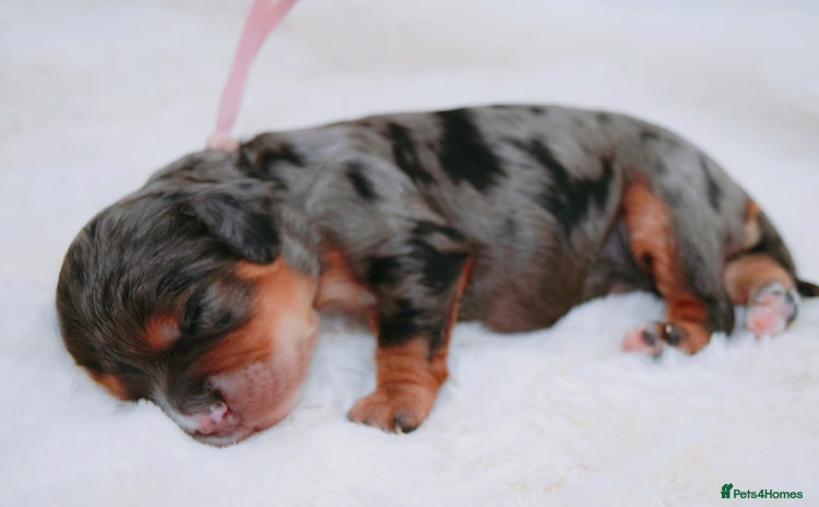 Cavapoo dogs - Advert 2