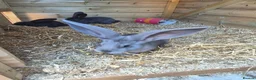 Continental Giant rabbits for sale: Giant continental rabbits  - Advert 5