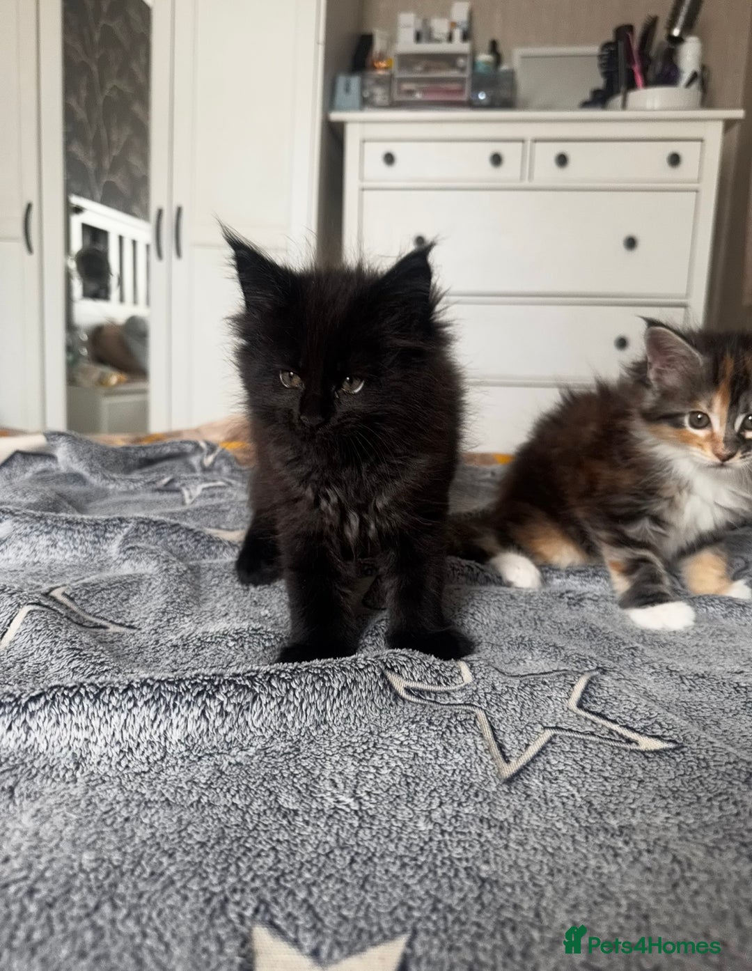 Maine Coon cats for sale: 1 BLACK SMOKE BOY 1 TORTIE GIRL MAINE COON KITTENS - Image 8