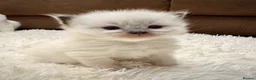 Ragdoll cats for sale: GCCF registered Ragdoll kittens - Advert 12