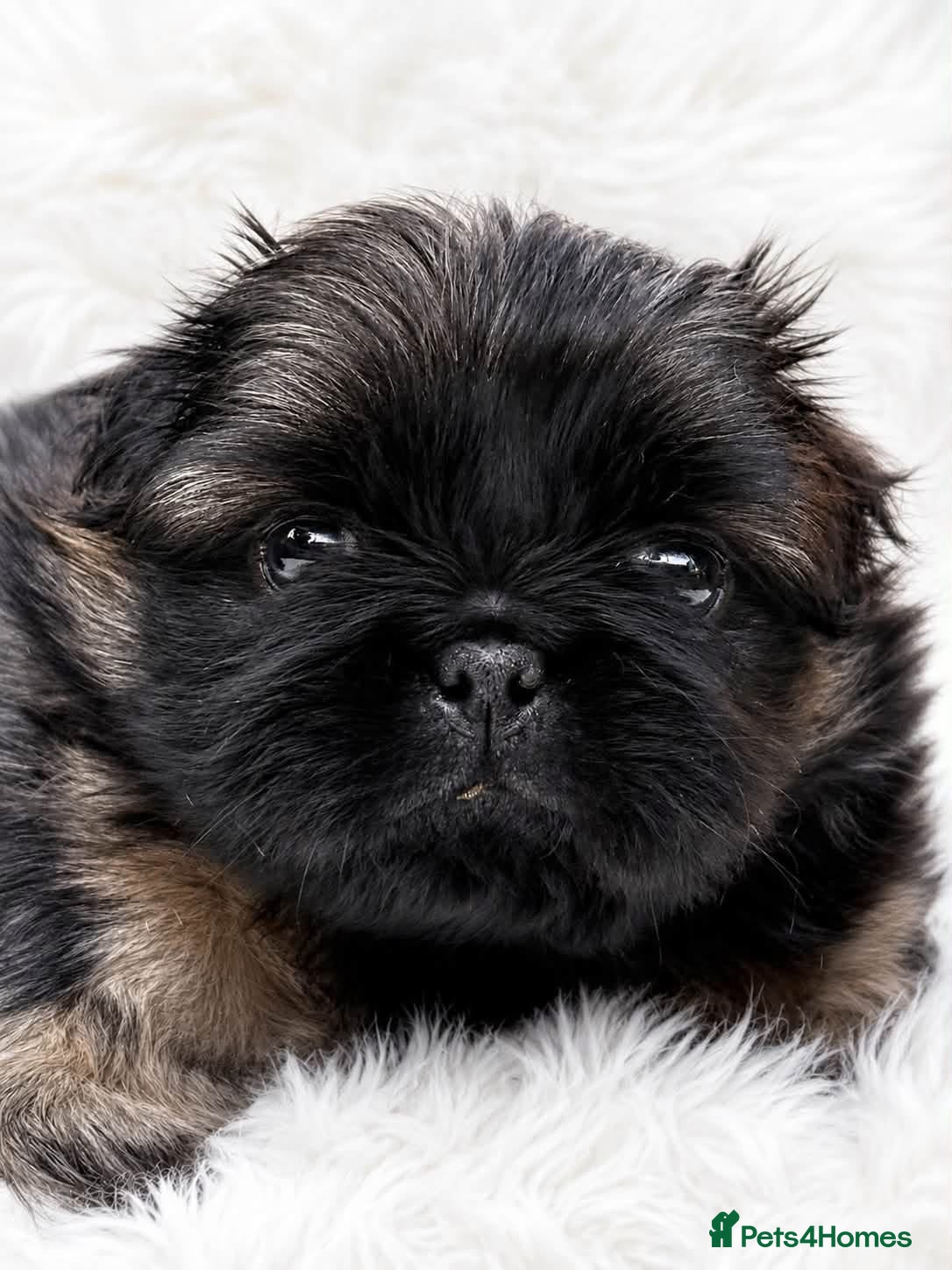 Pekingese dogs Outstanding Pekingese puppies  - Advert 1