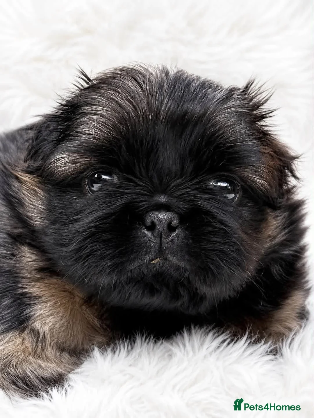 Pekingese dogs for sale: Outstanding Pekingese puppies  - Advert 1