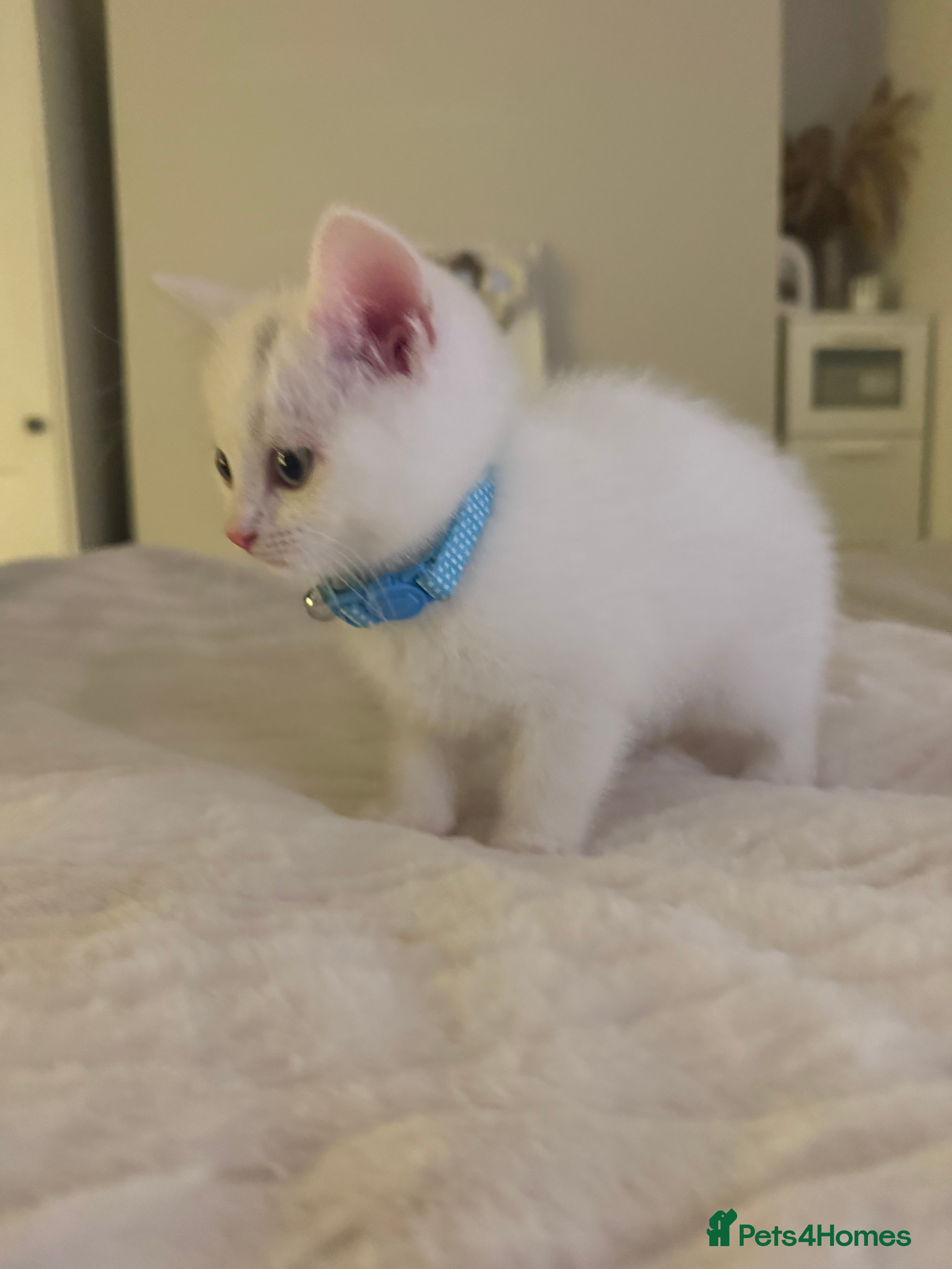 Domestic Shorthair cats kitten domestic short hair icey white - Advert 6