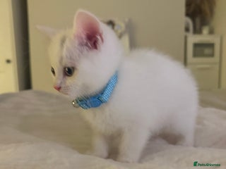Domestic Shorthair cats kitten domestic short hair icey white - Advert 1