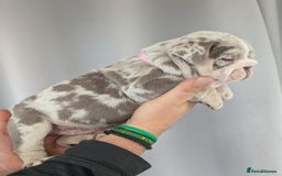 English Bulldog dogs for sale: English Bulldog Puppies  - Advert 37