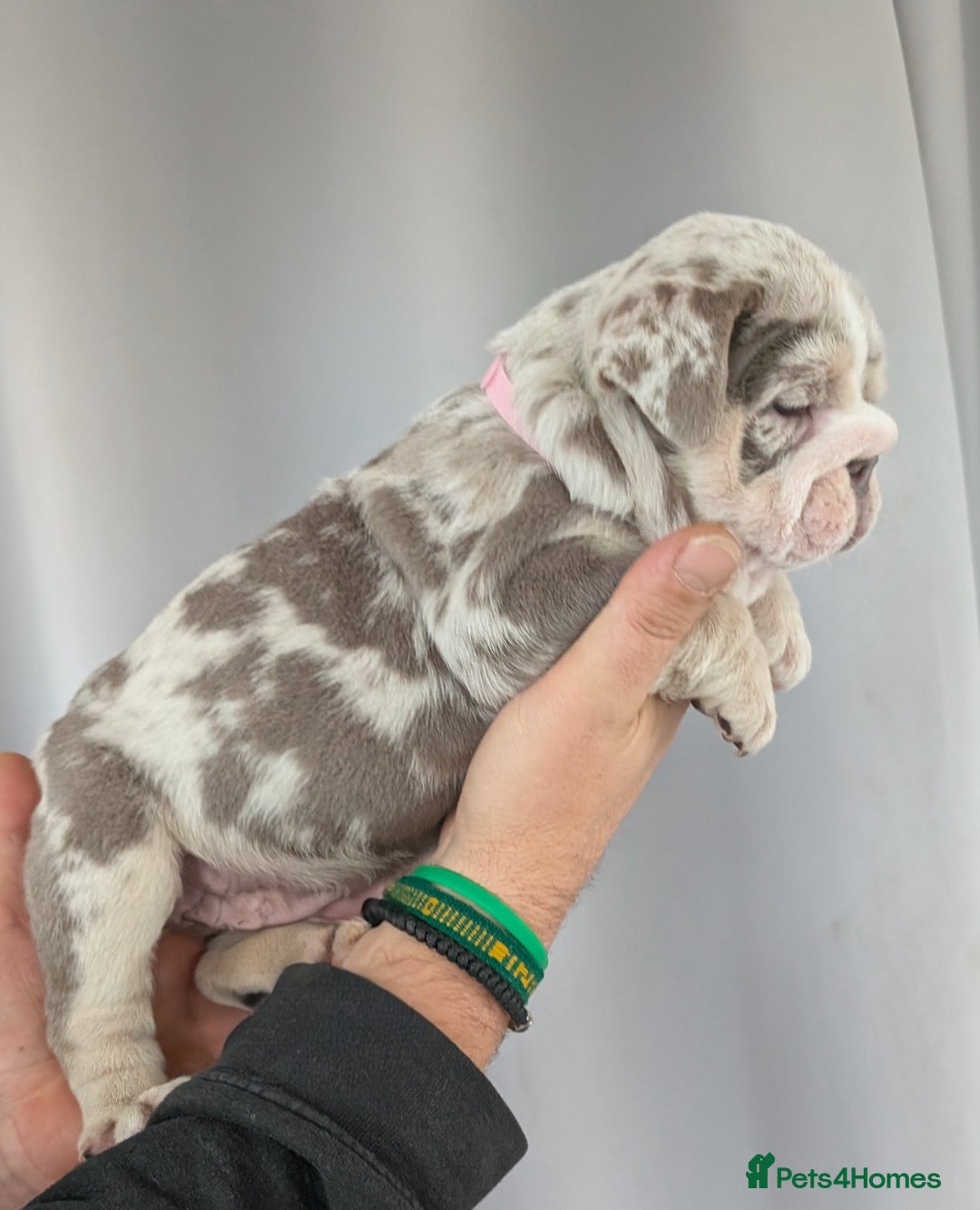 English Bulldog dogs for sale: English Bulldog Puppies  - Advert 37