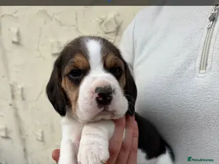 Beagle dogs Gorgeous tricolour beagle puppies for sale! - Advert 3