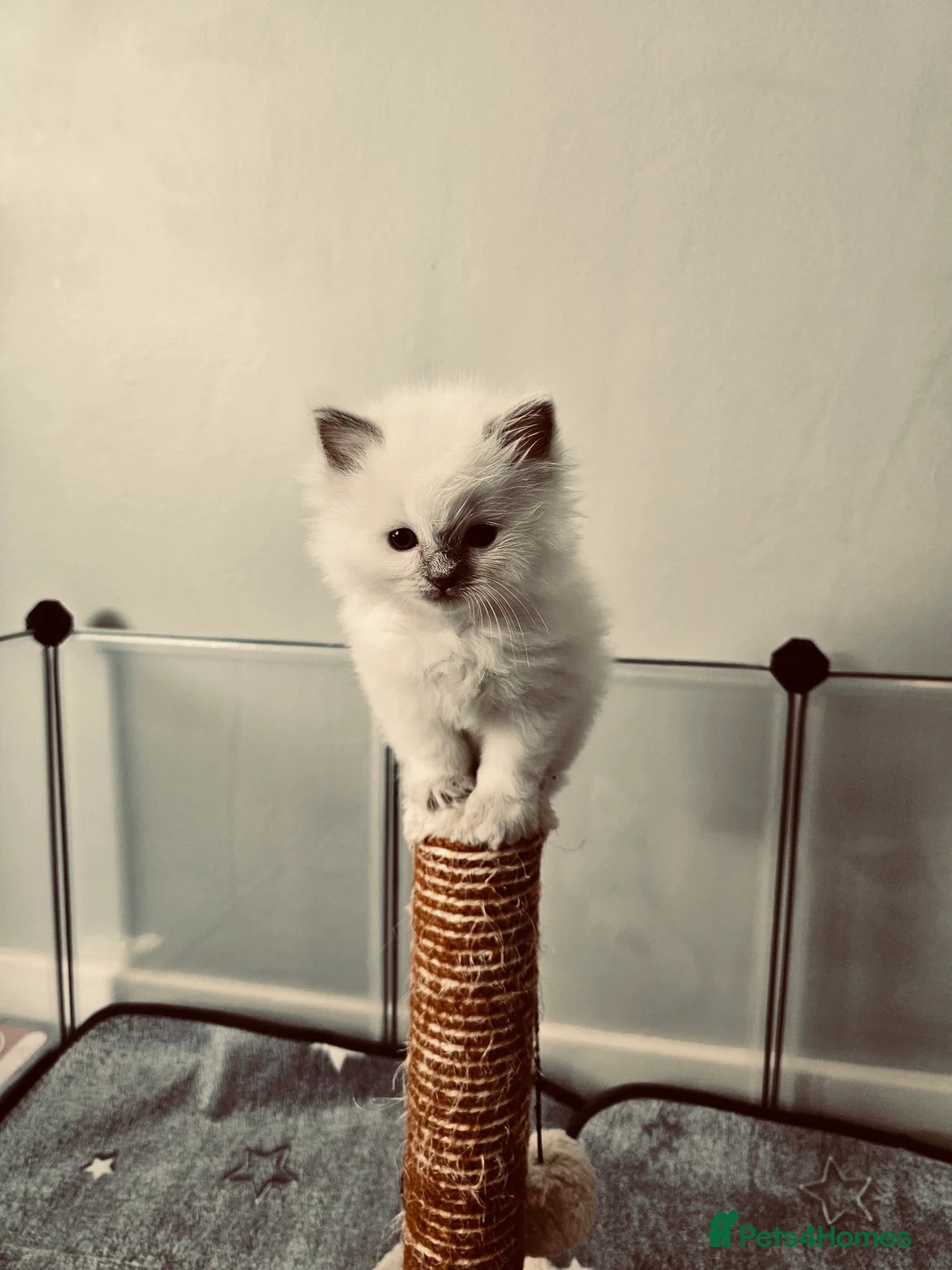 Ragdoll cats for stud: GCCF Proven Stud carrying chocolate in Glasgow - Advert 10