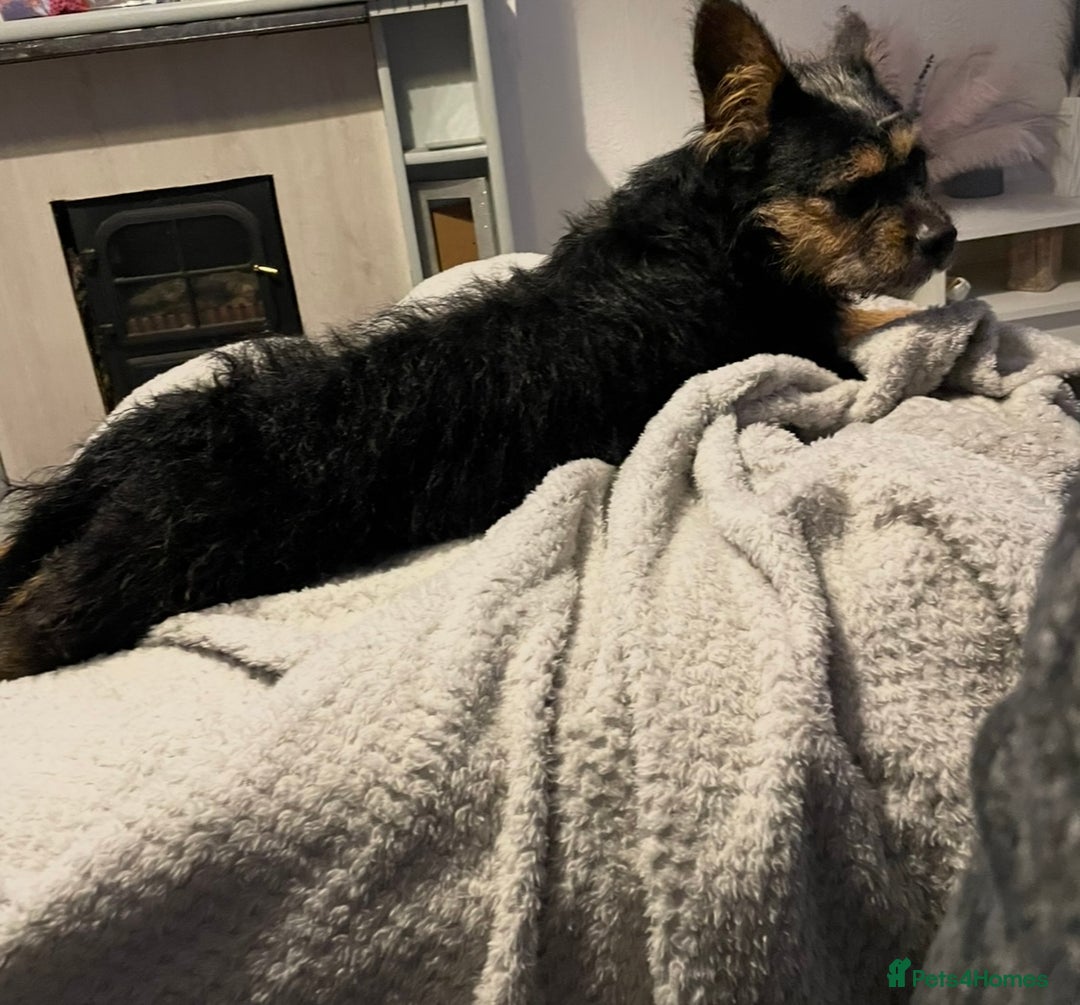 Mixed Breed dogs for sale: Malkita puppies 4 boys  - Image 11