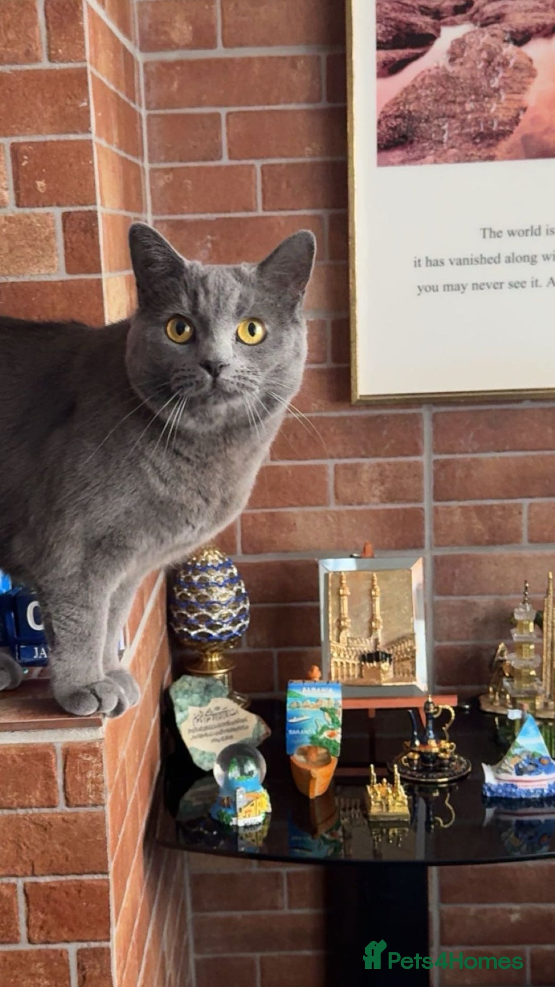 British Shorthair cats for sale: Bella The British Shorthair - Image 3