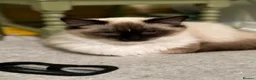 Ragdoll cats for sale: GCCF registered Ragdolls - Advert 7