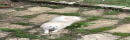 Japanese Spitz dogs for sale: Japanese spitz male  - Advert 3