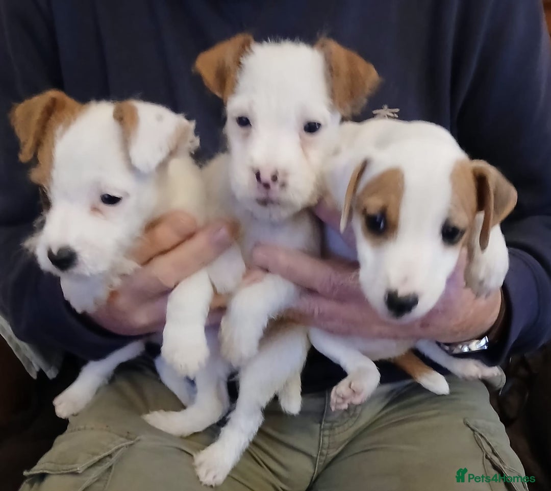 Jack Russell dogs for sale: Jack Russell  puppies - Advert 3