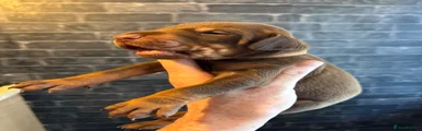 Dobermann Puppy 1