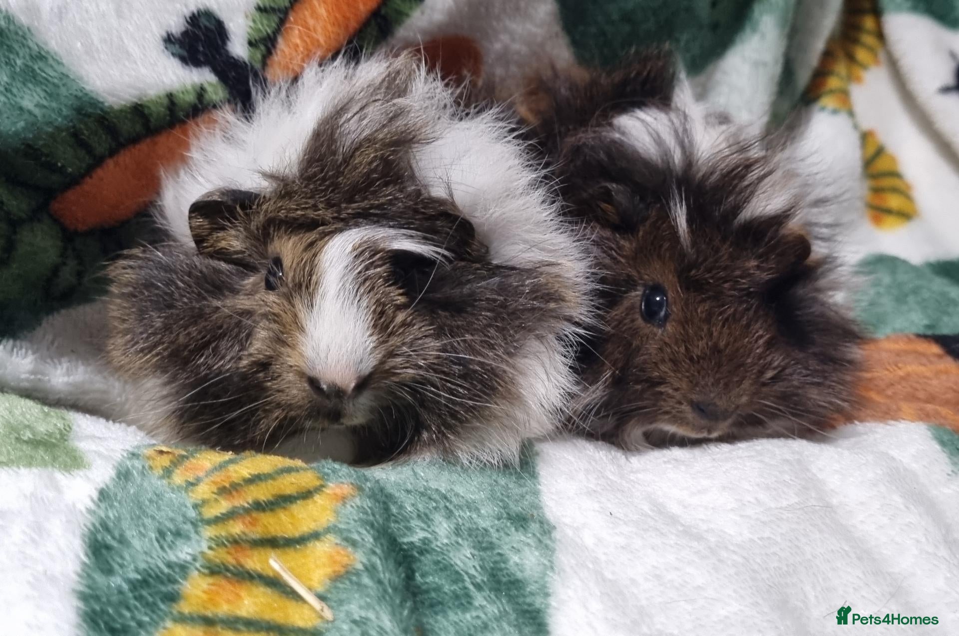 Guinea Pig rodents for sale: Adorable Baby Guinea Pigs - Advert 17