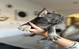 French Bulldog dogs for sale: Frenchbulldog puppies for sale - Image 4