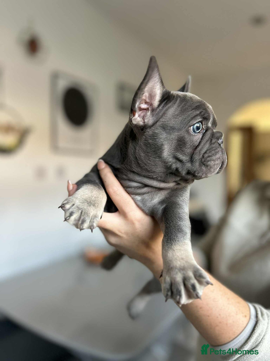 French Bulldog dogs for sale: Frenchbulldog puppies for sale - Image 4