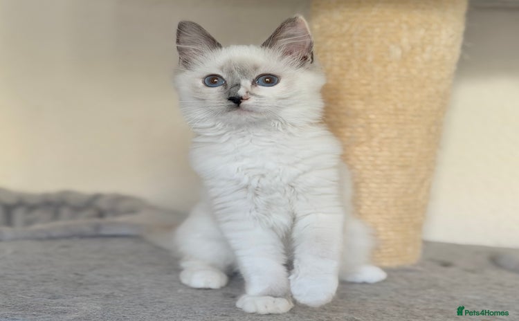 Ragdoll cats - Advert 13