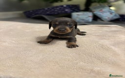 Miniature Dachshund dogs for sale: 6 Miniature dacshund puppies  - Advert 15
