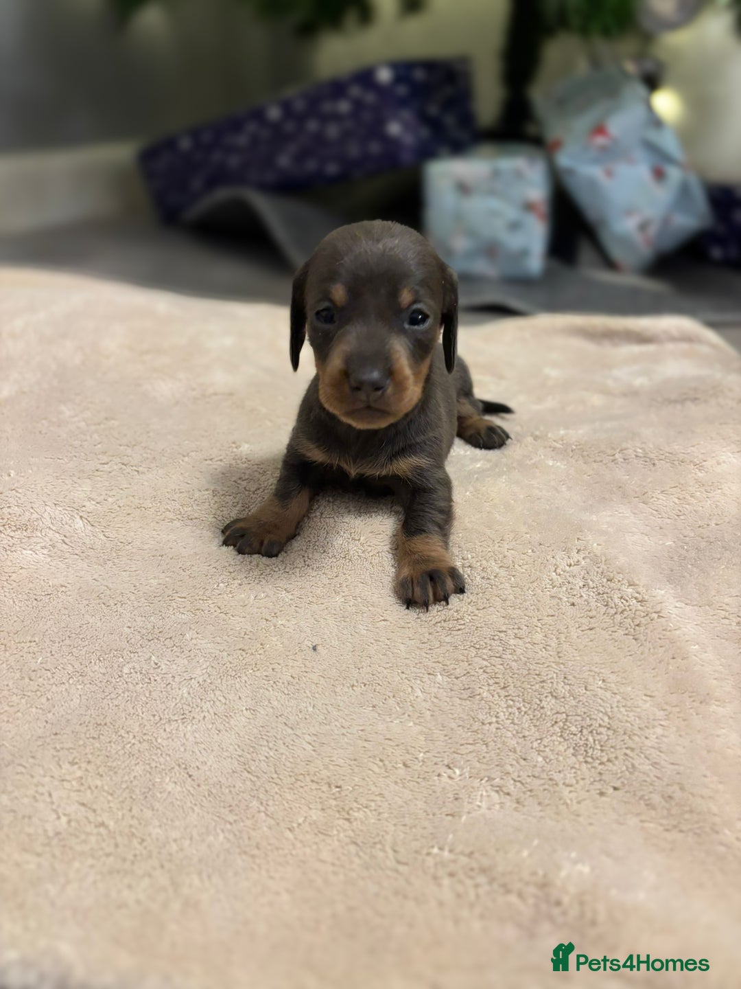Miniature Dachshund dogs for sale: 6 Miniature dacshund puppies  - Advert 15