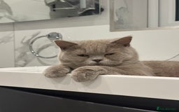 British Shorthair cats for sale: LAST TWO BRITISH SHORT HAIR BOYS FOR SALE - Image 2