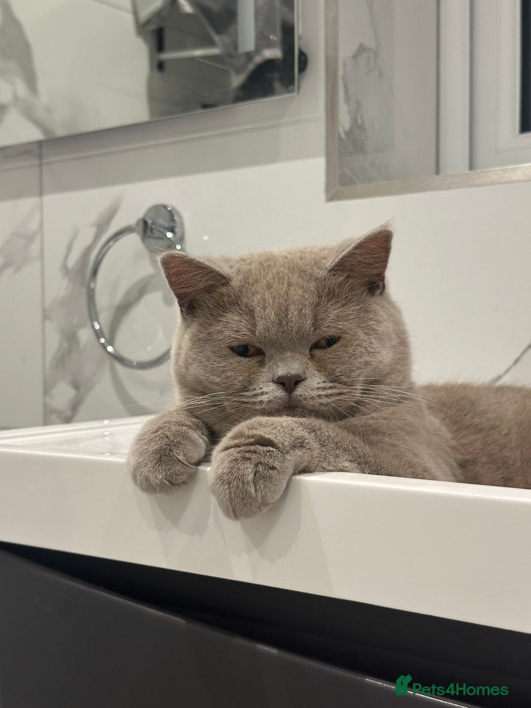 British Shorthair cats for sale: LAST TWO BRITISH SHORT HAIR BOYS FOR SALE - Image 2