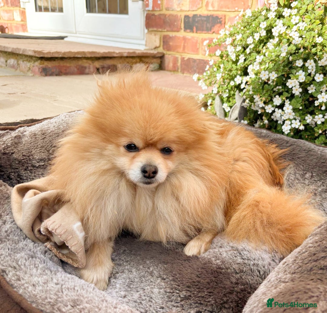 Pomeranian dogs for sale: Stunning Pomeranian Boys - Image 5
