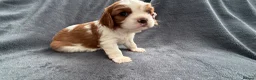 Cavalier King Charles Spaniel dogs for sale: Sweet RKCR Cavalier King Charles Spaniel Puppies - Advert 25
