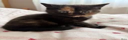 Mixed Breed cats for sale: Beautiful kittens for sale  in York - Advert 5
