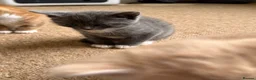 Mixed Breed cats for sale: Two beautiful kittens  - Advert 8