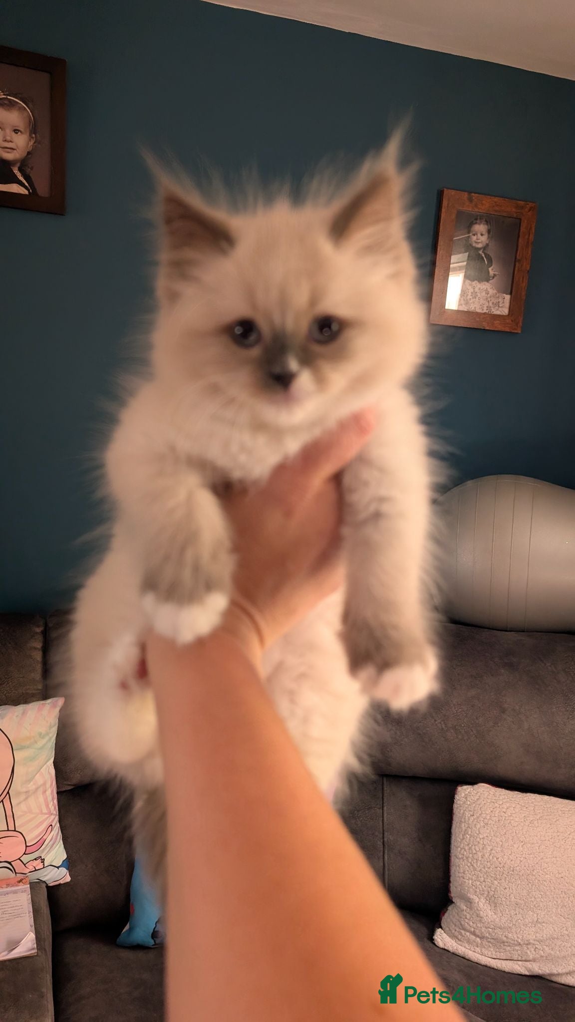 Ragdoll cats Blue ragdoll boy looking for his forever home - Advert 1