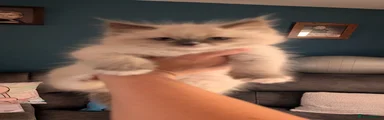 Ragdoll 1