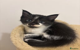 British Shorthair cats for sale: Kittens for sale  - Image 7