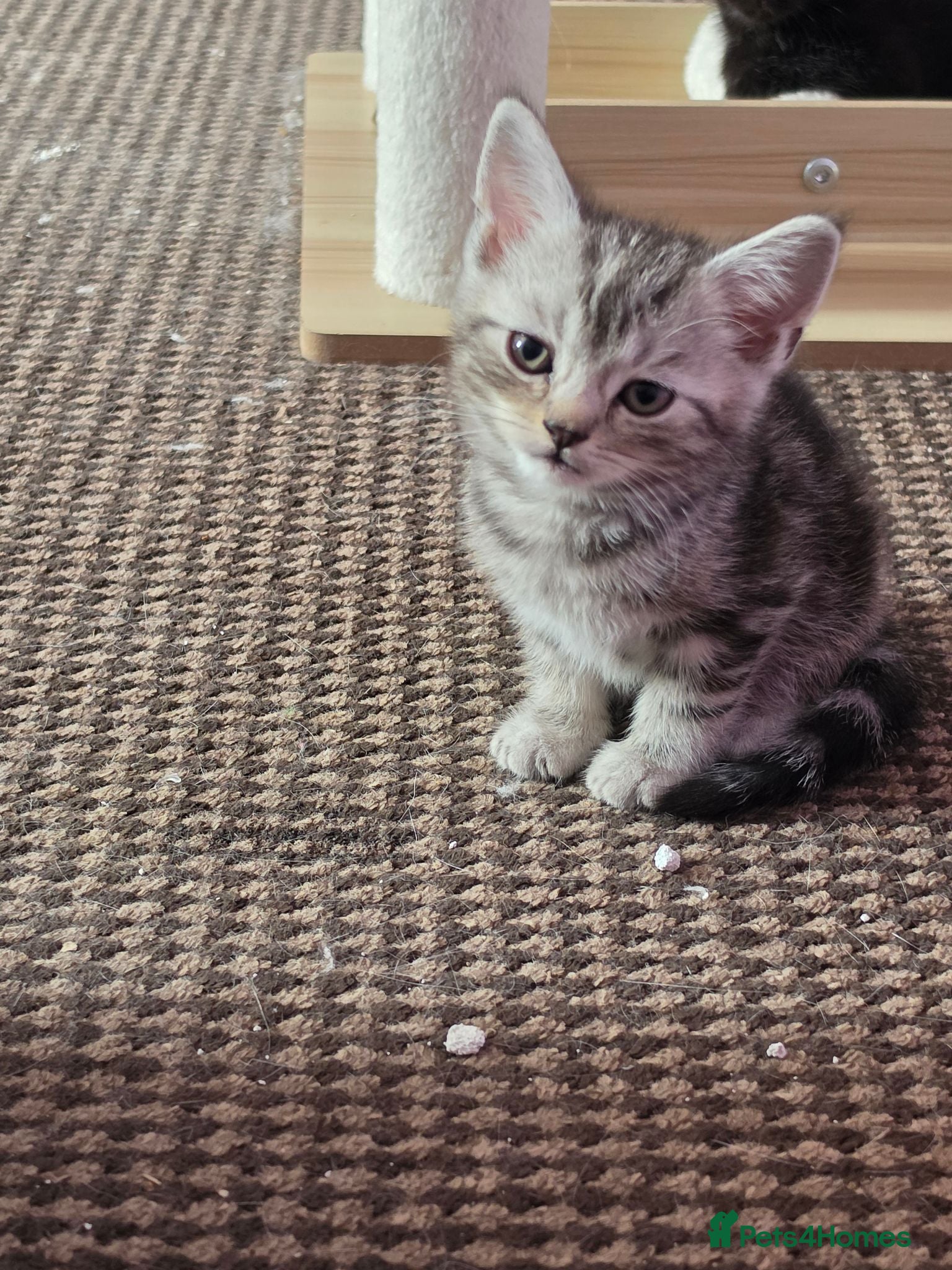 Scottish Fold cats Beautiful Scottish fold x cross kittens  - Advert 2