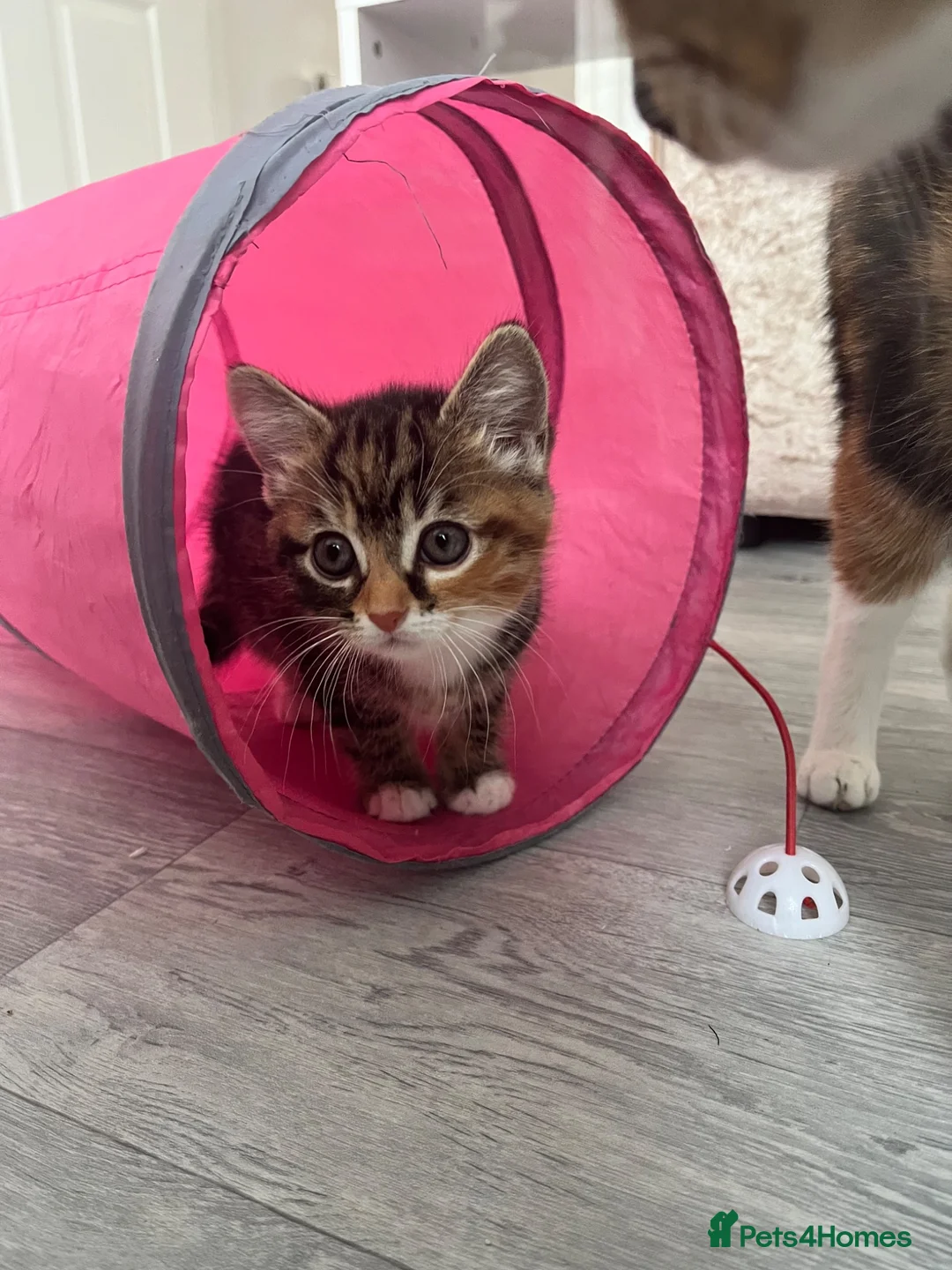 Mixed Breed cats for sale: Mixed kittens - Advert 6