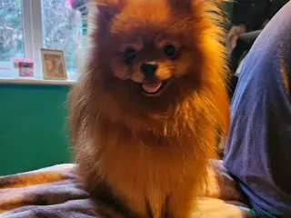 Pomeranian dogs Pure red sable pom - Advert 4