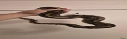 Python Snake reptiles for sale: 3 python snakes free to a good home - Advert 5