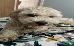 Poochon dogs for sale: Tina 1 year old poochon girl - Image 3
