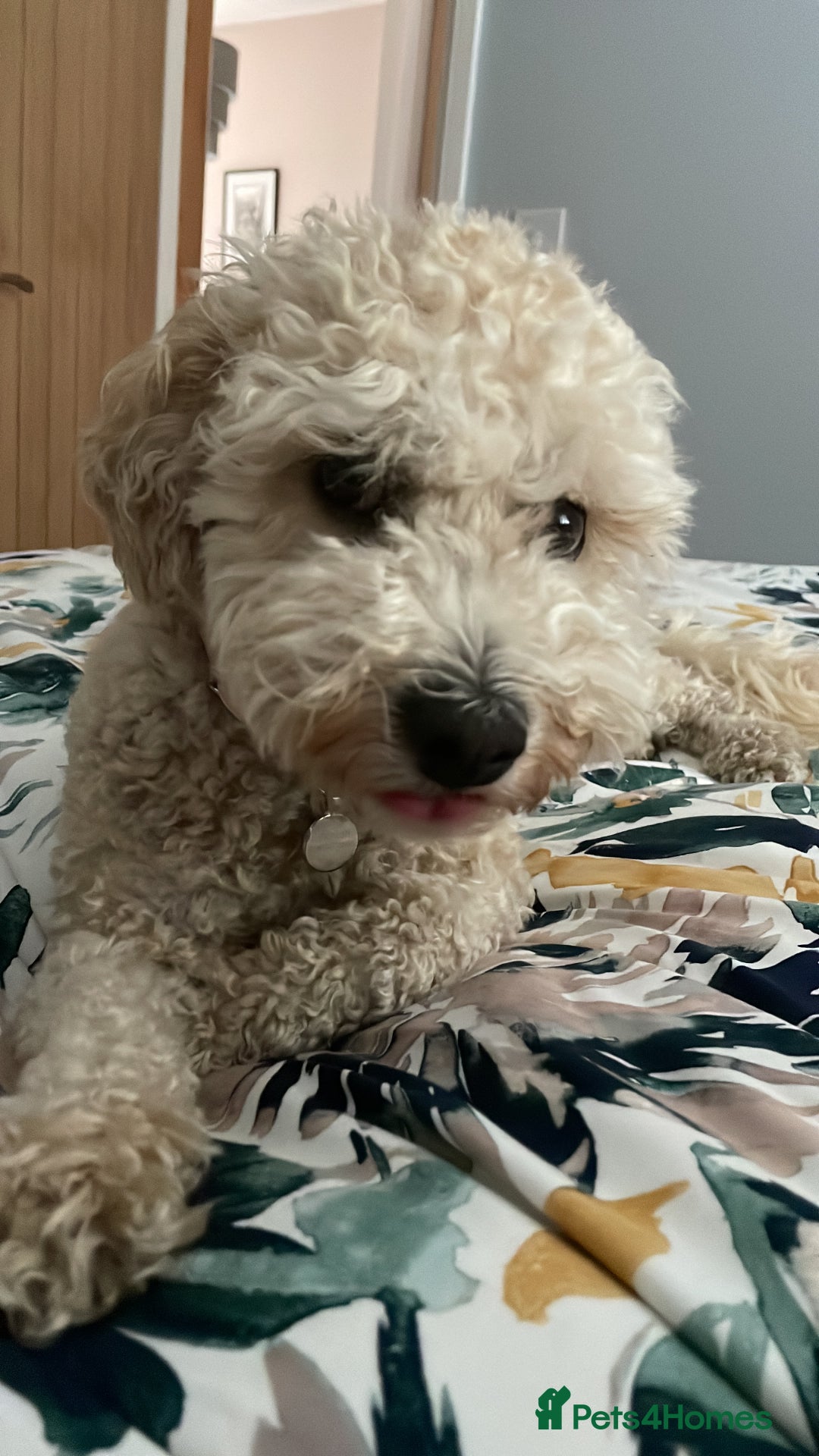 Poochon dogs for sale: Tina 1 year old poochon girl - Image 3