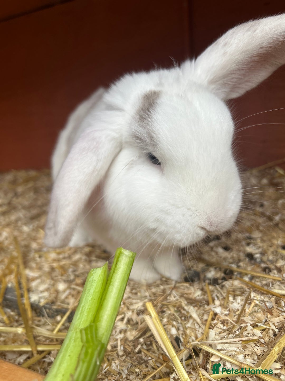 Mixed Breed rabbits for sale: Rehoming male rabbit - Advert 1